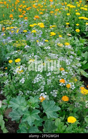 Vegetable garden, garden marigold (Calendula officinalis), coriander (Coriandrum sativum) Stock Photo