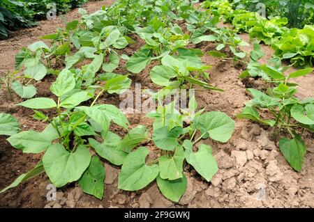 Bush beans (Phaseolus vulgaris nanus), beans, bean Stock Photo