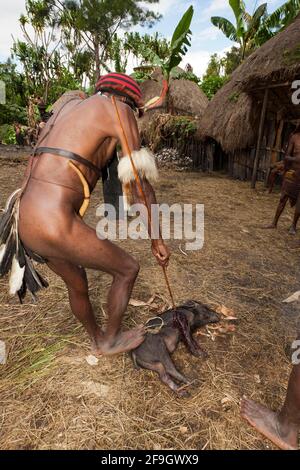 Dani man slaughters pig, for pig festival, Baliem valley, West Papua, Dani, Dani tribe, Indonesia Stock Photo