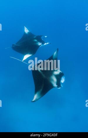 Mantas, Hanifaru Bay, Baa Atoll (Manta birostris) (Manta), Devil ray, Giant ray, Maldives Stock Photo