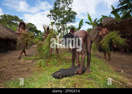 Dani man with slaughtered pig, for pig festival, Baliem valley, West Papua, Dani, Dani tribe, Indonesia Stock Photo