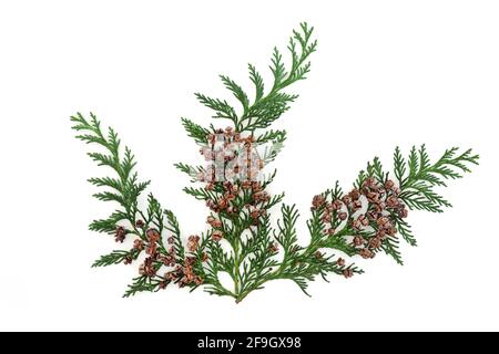 Cedar cypress arborvitae fir leaf sprig decoration isolated on white background. Design element. Top view. Stock Photo