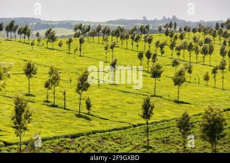 Tea plantations, tea bush, Kericho (Camellia sinensis), Kenya Stock Photo