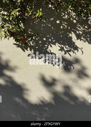 A vertical shot of a wall with the shadows of leaves from trees and plants Stock Photo