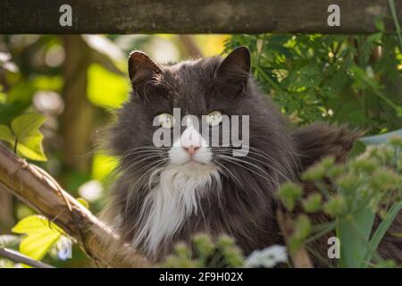 cat in a garden looks at the camera on a sunny afternoon Stock Photo