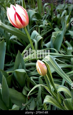 Tulipa ‘Happy Generation’  Triumph tulip 3 Happy Generation tulip - white flowers, red flames, yellow green basal flames, variegated leaves,  April,UK Stock Photo