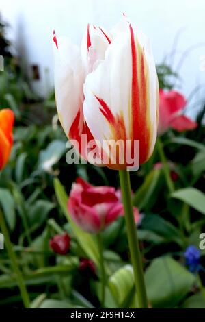 Tulipa ‘Happy Generation’  Triumph tulip 3 Happy Generation tulip - white flowers, red flames, yellow green basal flames, variegated leaves,  April,UK Stock Photo