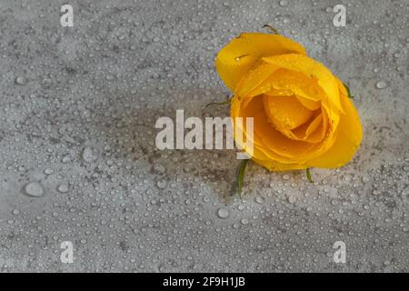 yellow rose isolated on gray background Stock Photo