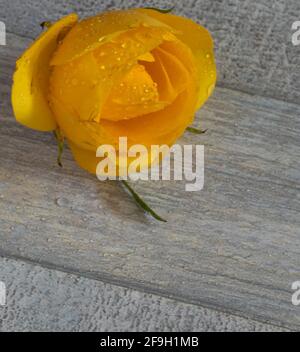 yellow rose isolated on gray background Stock Photo