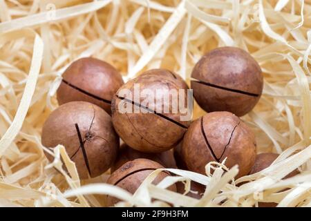 macadamia nuts heap in sawdust in a gift box for the preservation of nutritious proteins in a shell close-up, nobody. Stock Photo