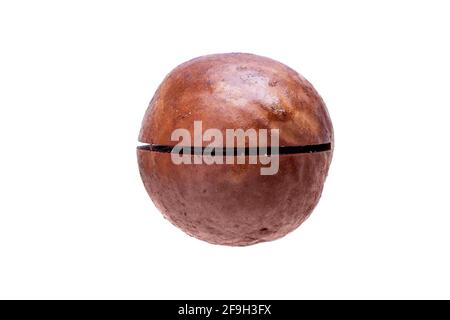 macadamia in shell round nut with saw cut protein healthy food close-up isolated on white background, nobody. Stock Photo
