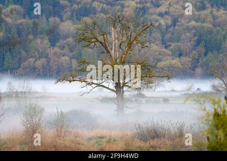 A weathered tree in the middle of the Snoqualmie Valley with a low lying layer of mist on a spring mooring against a wooded hillside Stock Photo