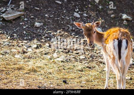 Baby antelope looking back in a rocky meadow Stock Photo