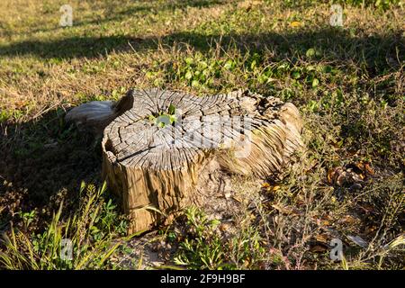 Stump on green grass in the garden. Old tree stump in the summer park. Stock Photo