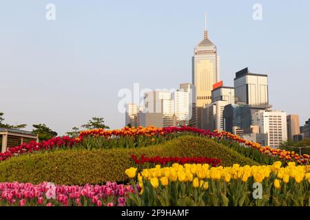 rows of Beautiful red, pink, yellow tulips at the Hong Kong Flower Show in Tarma park, cityscape of buildings in Wan chai in background Stock Photo