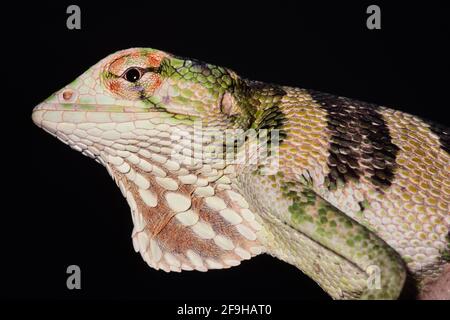 A close-up portrait of a Canopy Lizard, Polychrus gutturosus, in Panama, with dewlap extended. Stock Photo