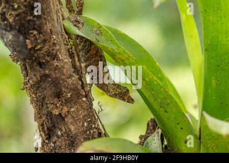 A Big-headed Anole, Anolis capito, on a tree branch in the rainforest in Costa Rica. Stock Photo