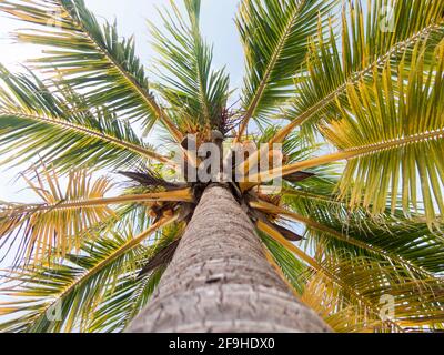 Coconuts in palm tree seen from below Stock Photo