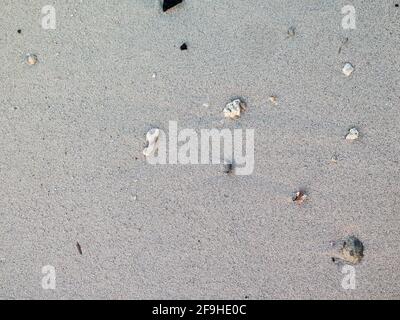 Closeup of sand and shells on beach Stock Photo