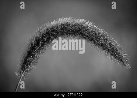 Close up of a head of Giant Foxtail (Setaria faberi). Raleigh, North Carolina. Stock Photo