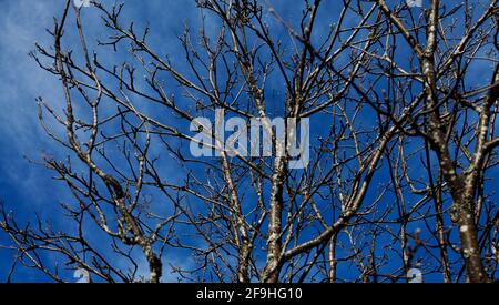 tree branches without leaves against intense blue sky Stock Photo