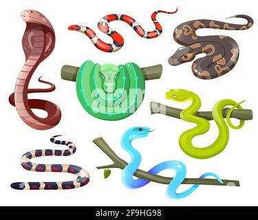 Snakes, wild tropical serpents isolated on white background. Cobra, california mountain kingsnake, green tree and ball python, trimeresurus salazar and insularis. Vector cartoon set of exotic reptiles Stock Vector