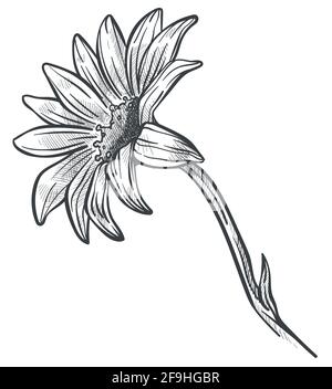 Camomile or marguerite flower in blossom sketch Stock Vector