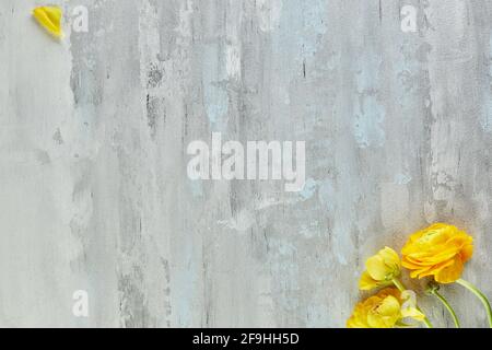 Background white-gray-blue concrete texture with yellow flowers in high resolution Stock Photo