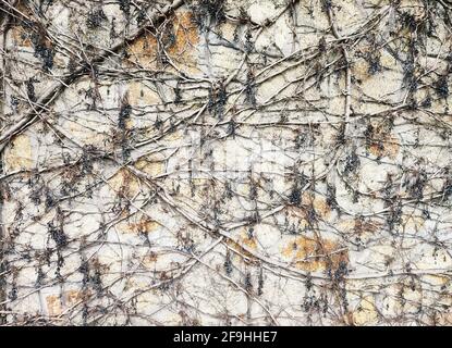 Wild creeper vine climbing on concrete stone wall background Stock Photo