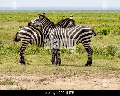 Serengeti National Park, Tanzania, Africa - March 1, 2020: Zebras in pairs on the side of the road Stock Photo