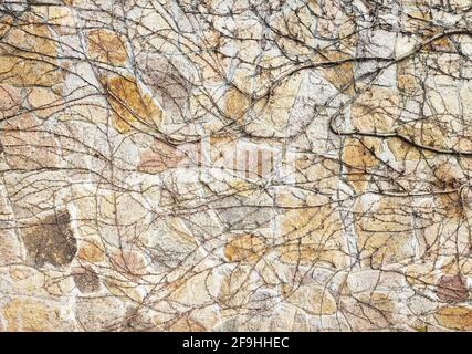 Wild creeper vine climbing on stone wall background Stock Photo