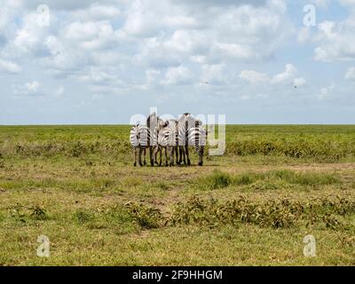 Serengeti National Park, Tanzania, Africa - March 1, 2020: Zebras in pairs on the side of the road Stock Photo