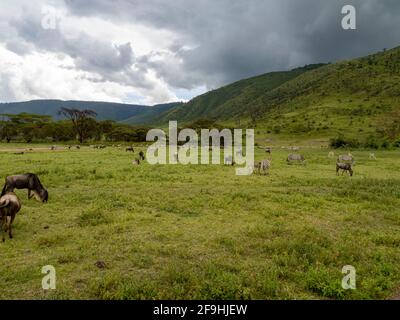 Ngorongoro Crater, Tanzania, Africa - March 1, 2020: Zebras and wildebeest inside Ngorongoro Crater