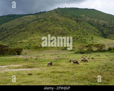 Ngorongoro Crater, Tanzania, Africa - March 1, 2020: Wildebeest roaming the savannah