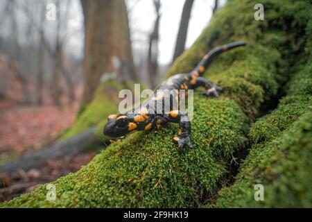 Close-up full body macro shot of Fire salamander (Salamandra salamandra) sitting on green wet moss. Forest in the background. Shallow depth of field Stock Photo