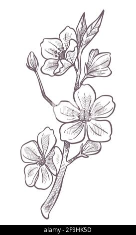 Sakura blooming, cherry blossom tree branch sketch Stock Vector