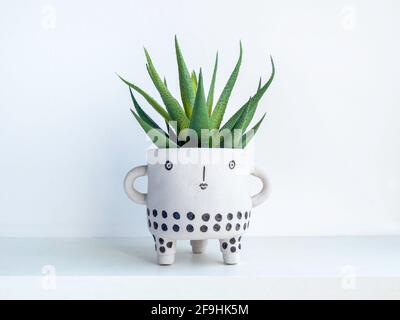 Cute face ceramic plant pot with green succulent plant on white wooden shelf isolated on white wall background. Small modern DIY cement planter trendy Stock Photo