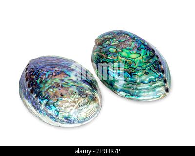 Seashell isolated on white background. Beautiful natural shape of shiny abalone seashell. Stock Photo
