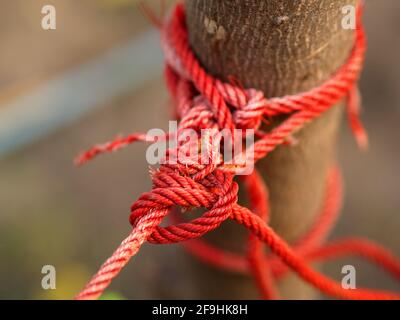 A Red Rope tightened around tree trunk on natural bright background. Red rope with knot around brown tree. an outdoor climbing and adventure park. Stock Photo