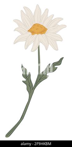 Chamomile flower in blossom, herbal flora vector Stock Vector