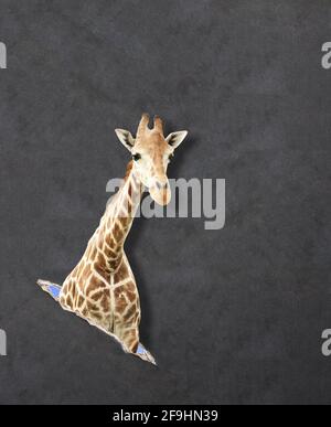 Giraffe in paper hole with 3d effect.  Mock up template. Copy space for text Stock Photo