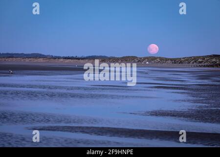 March full moon setting just before sunrise over the dunes of Camber Sands in East Sussex south east England Stock Photo