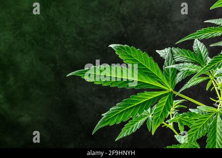 Marijuana plant, almost ready for harvest, on a dark background Stock Photo