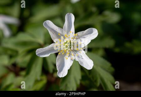 Beautiful white flower of Wood anemone Stock Photo