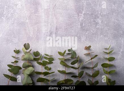 Branches eucalyptus on the grey background, copy space Stock Photo
