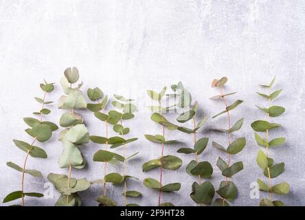 Branches eucalyptus on the grey background, copy space Stock Photo