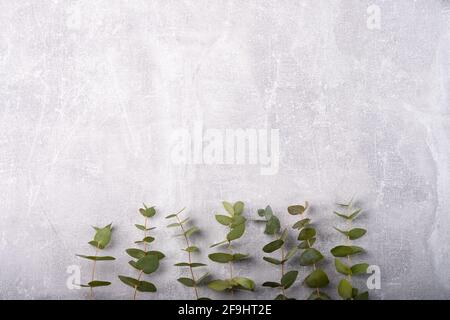 Branches eucalyptus on the grey background, copy space Stock Photo