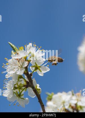 Honey Bee and Damson flower. Stock Photo