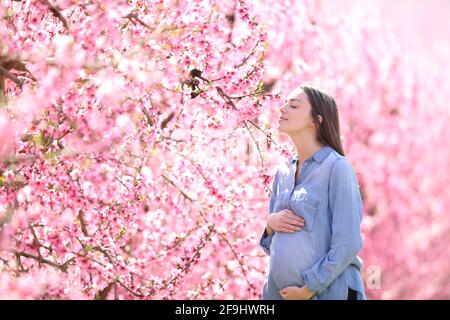 Happy pregnant woman in a pink field smelling flowers Stock Photo