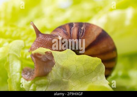 Little Achatina snail eating a lettuce or herb leaf, close-up, selective focus. Snail in nature. Can be used to illustrate the harm of snails for gard Stock Photo